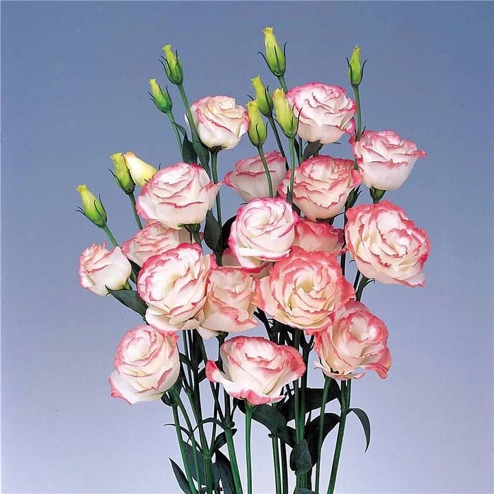 💐 Lisianthus - A Sincere and Immutable Love 🌸