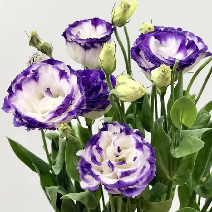 💐 Lisianthus - A Sincere and Immutable Love 🌸