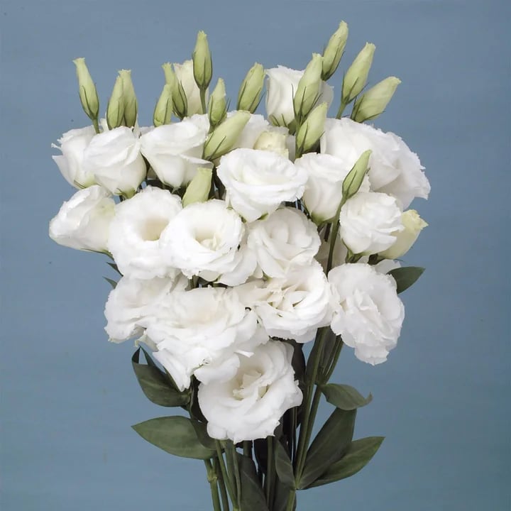 💐 Lisianthus - A Sincere and Immutable Love 🌸