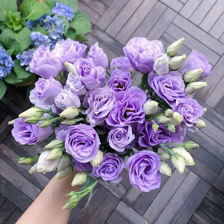 💐 Lisianthus - A Sincere and Immutable Love 🌸